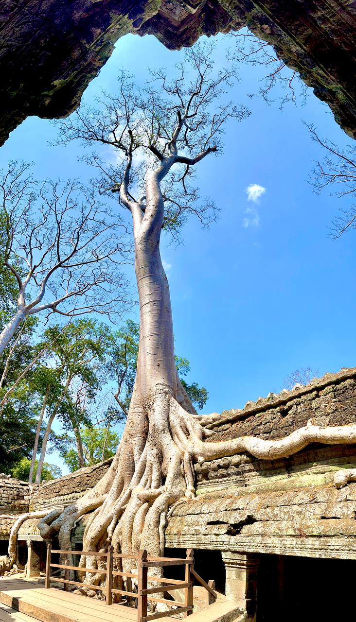 Le temple de Ta Prohm