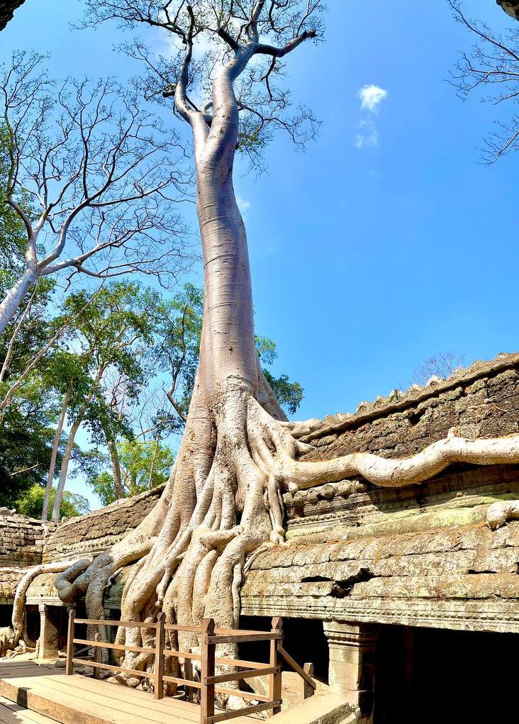 le temple de Ta Prohm